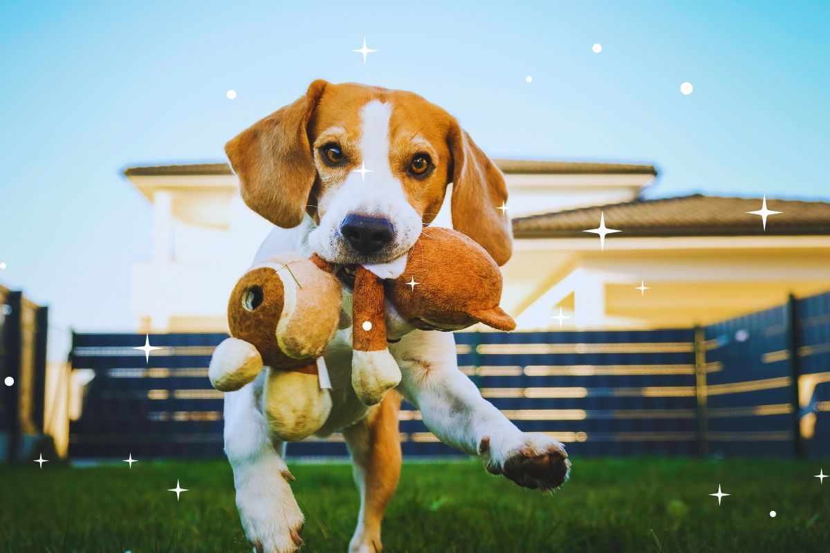 10 idées géniales de jouets DIY pour votre chien : des joujoux à fabriquer vous-même pour rendre votre compagnon préféré le plus heureux du monde