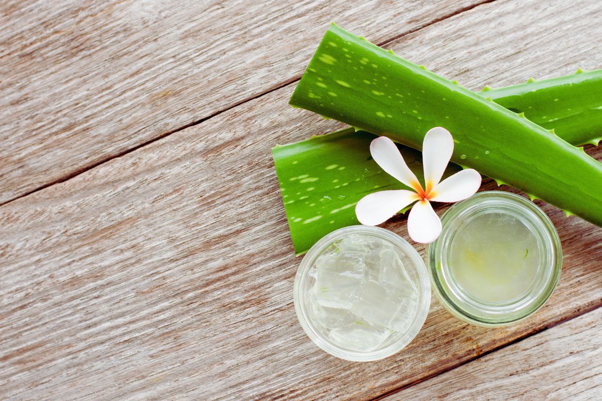 Fabriquez votre gel douche à l'Aloe Vera : une recette étonnamment facile ! Découvrez les bienfaits de cette plante médicinale pour votre peau avec notre recette maison