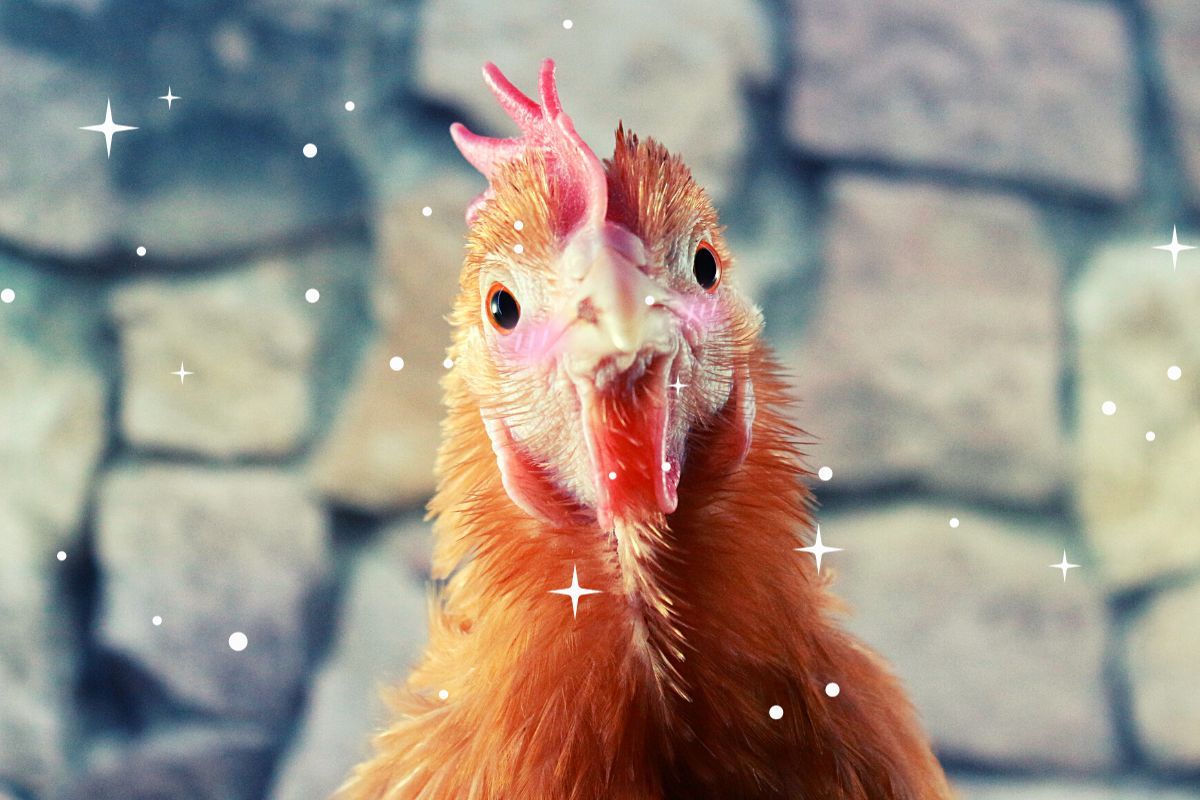 Comment rendre vos poules heureuses ? Cet aliment inattendu fait des miracles auprès de nos amies gallinacées