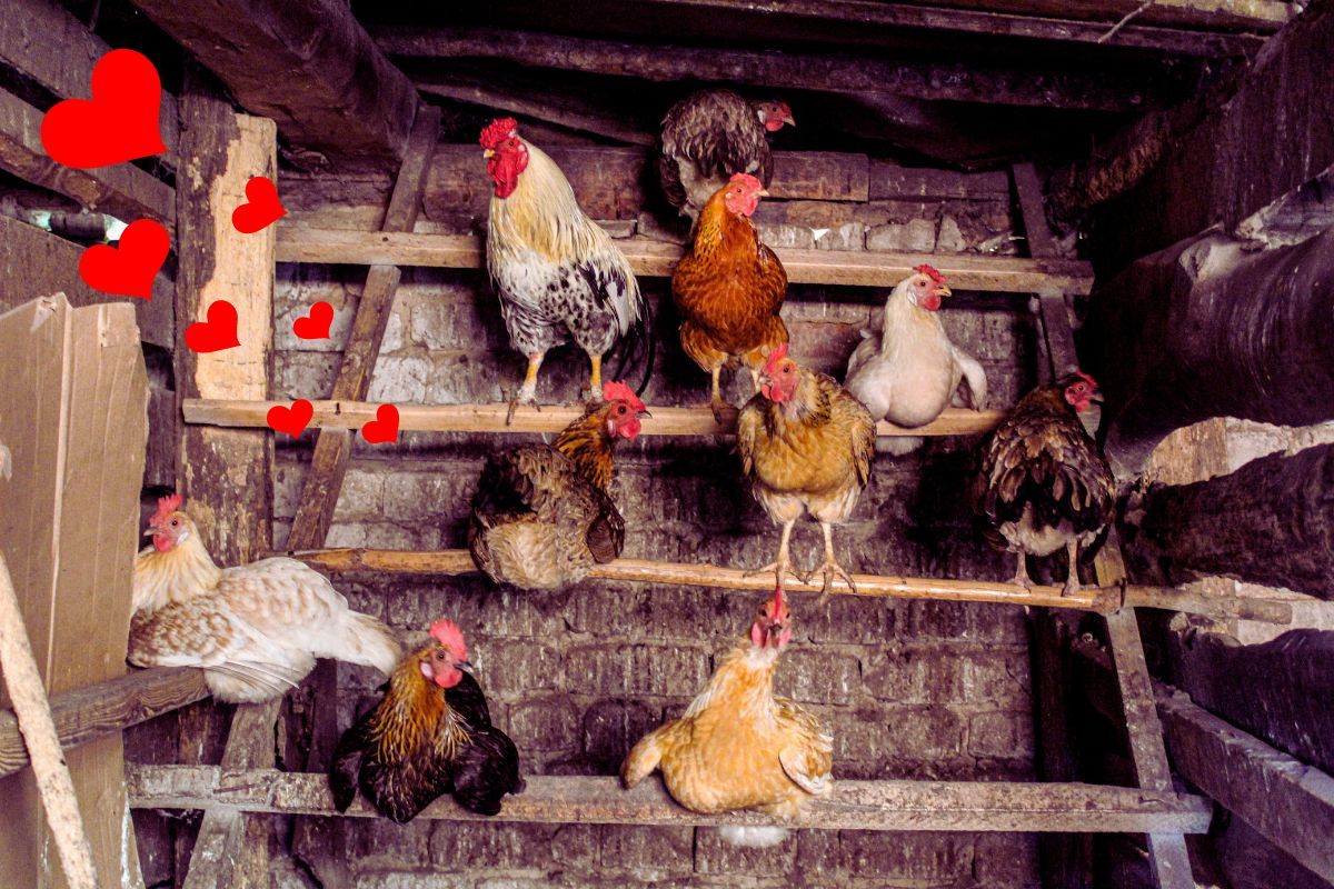 Ces 3 secrets pour fabriquer un poulailler DIY résistant et durable : élevez vos poules dans un abri qui fera d'elles les plus heureuses du monde