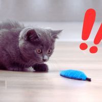 Fabriquer une canne à chat DIY : Vous ne croirez jamais à quel point c'est facile ! Découvrez notre guide pour fabriquer simplement ce jouet pour votre compagnon félin