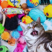 Bonne nouvelle pour les propriétaires de chats ! Découvrez ces 3 jouets DIY géniaux pour votre petit félin, de quoi le garder bien occupé