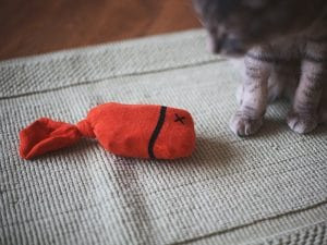 Jouet pour chat avec chaussettes
