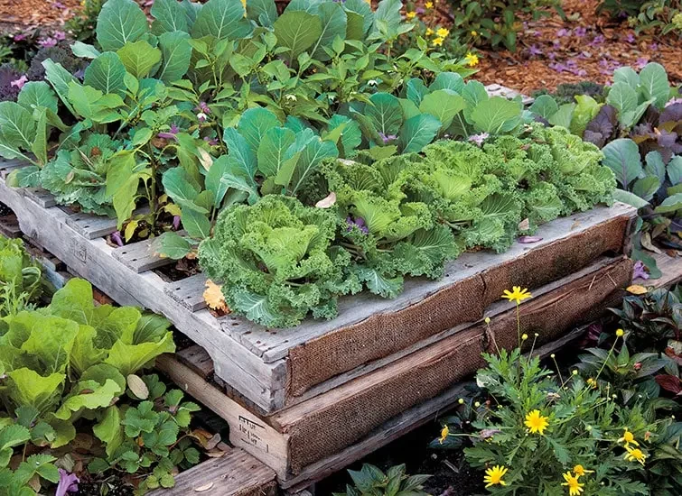 Potager sur palette surélevé