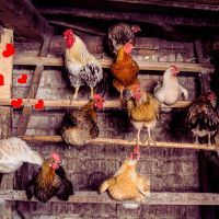 Ces 3 secrets pour fabriquer un poulailler DIY résistant et durable : élevez vos poules dans un abri qui fera d'elles les plus heureuses du monde