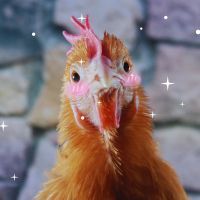 Vous voulez des poules heureuses ? Voici comment élever des poules sainement et comment s'en occuper correctement pour leur donner la meilleure vie