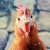 Comment rendre vos poules heureuses ? Cet aliment inattendu fait des miracles auprès de nos amies gallinacées