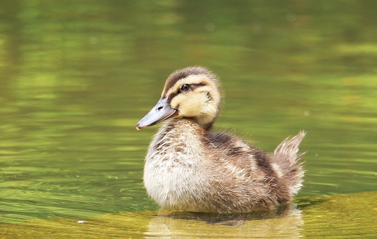 Comment construire un bassin pour canard ?