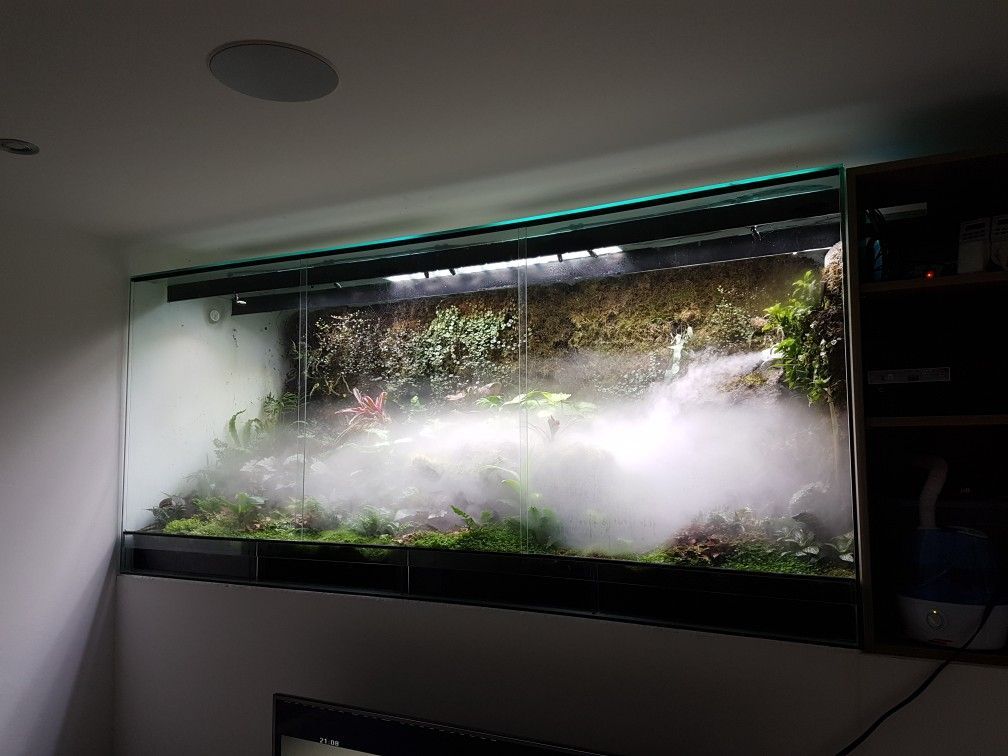 Comment fabriquer votre propre système de brumisation pour terrarium ?