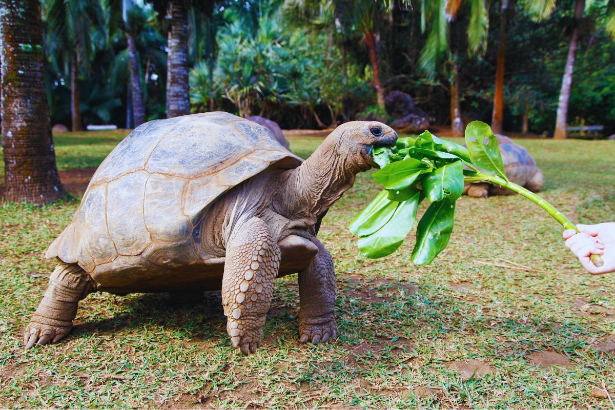 Bonne nouvelle ! Fabriquez votre enclos pour tortues facilement et sans risques, avec notre guide pour un enclos DIY qui vous rendra fier