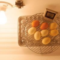 Comment construire une couveuse à œufs facilement ?