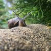 Créer facilement un parc à escargots maison