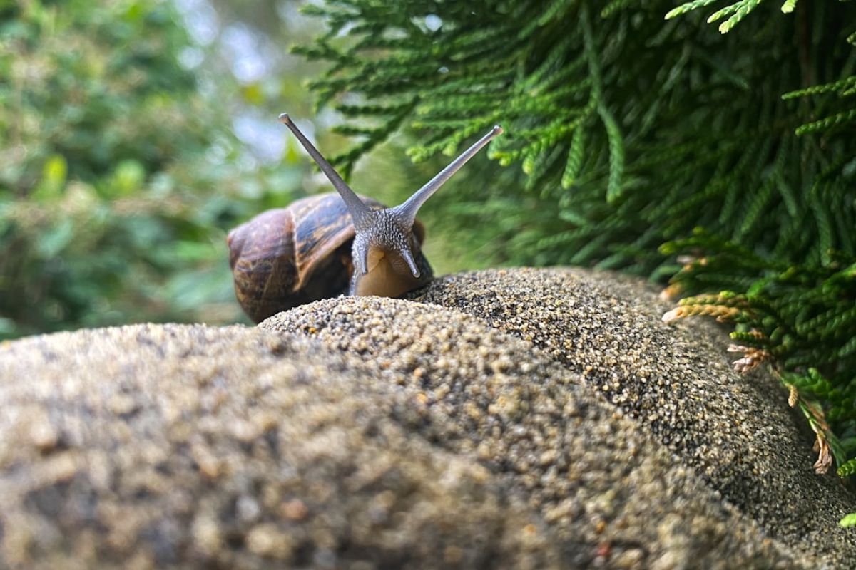 Créer facilement un parc à escargots maison