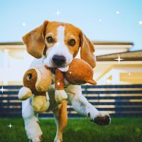 10 idées géniales de jouets DIY pour votre chien : des joujoux à fabriquer vous-même pour rendre votre compagnon préféré le plus heureux du monde
