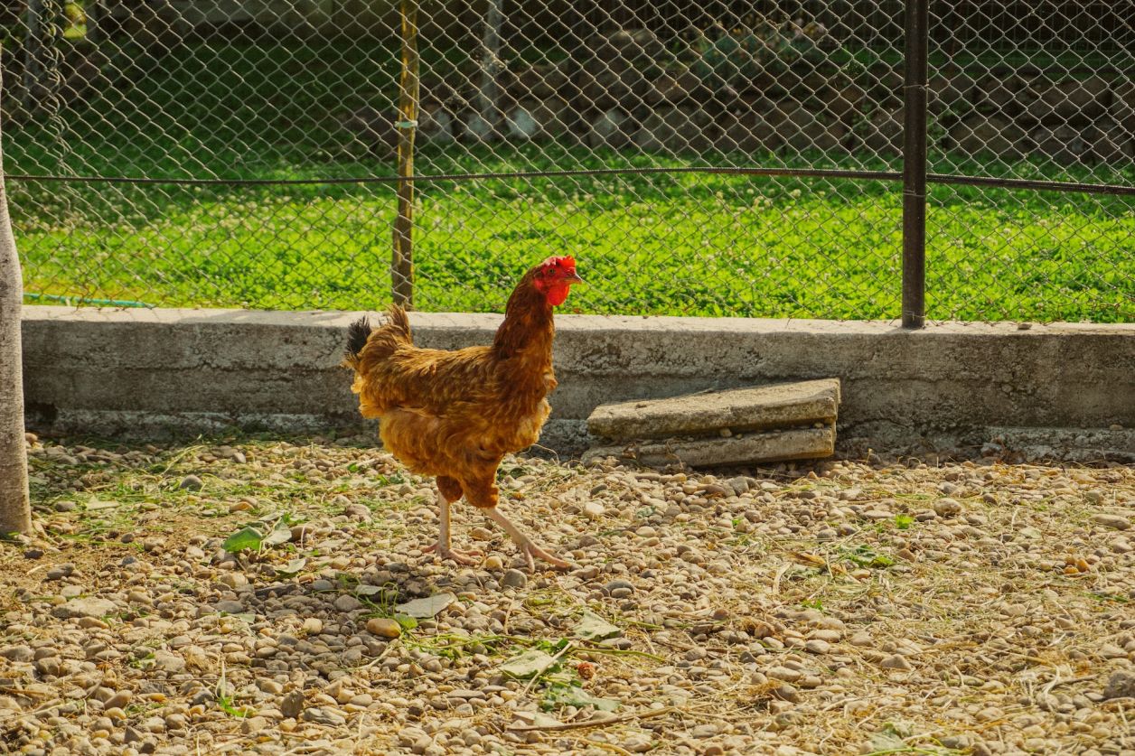Créer Votre Parc à Poules : Un Refuge Sûr et Confortable pour Vos Gallinacés