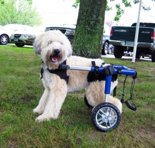 Comment fabriquer un fauteuil roulant pour chien ?