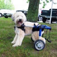 Comment fabriquer un fauteuil roulant pour chien ?