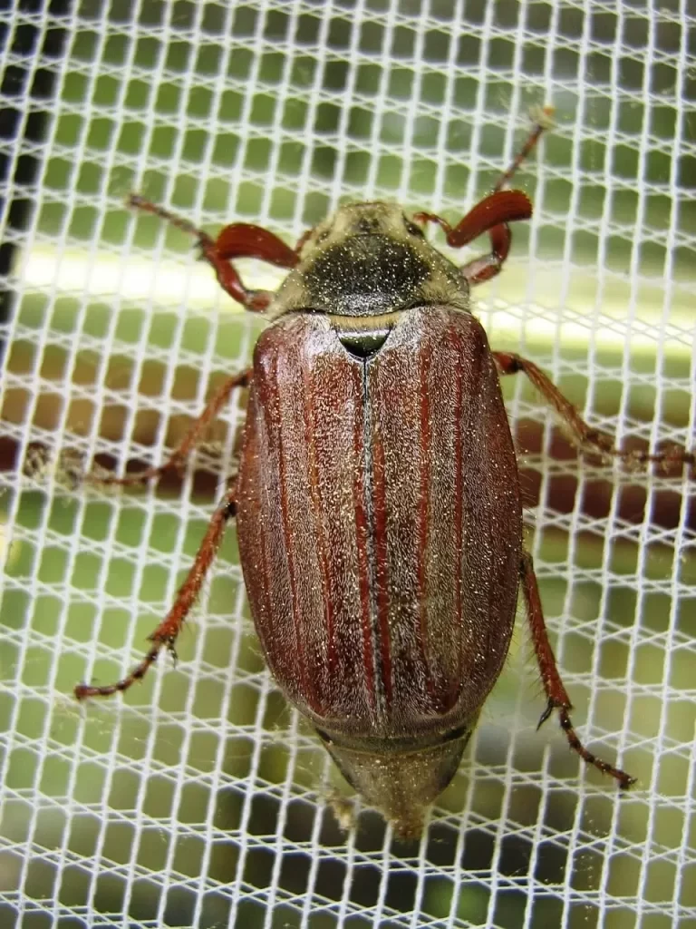 moustiquaire insecte