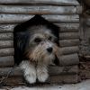 Guide DIY : Fabriquez un cabanon d'extérieur pour votre chien !