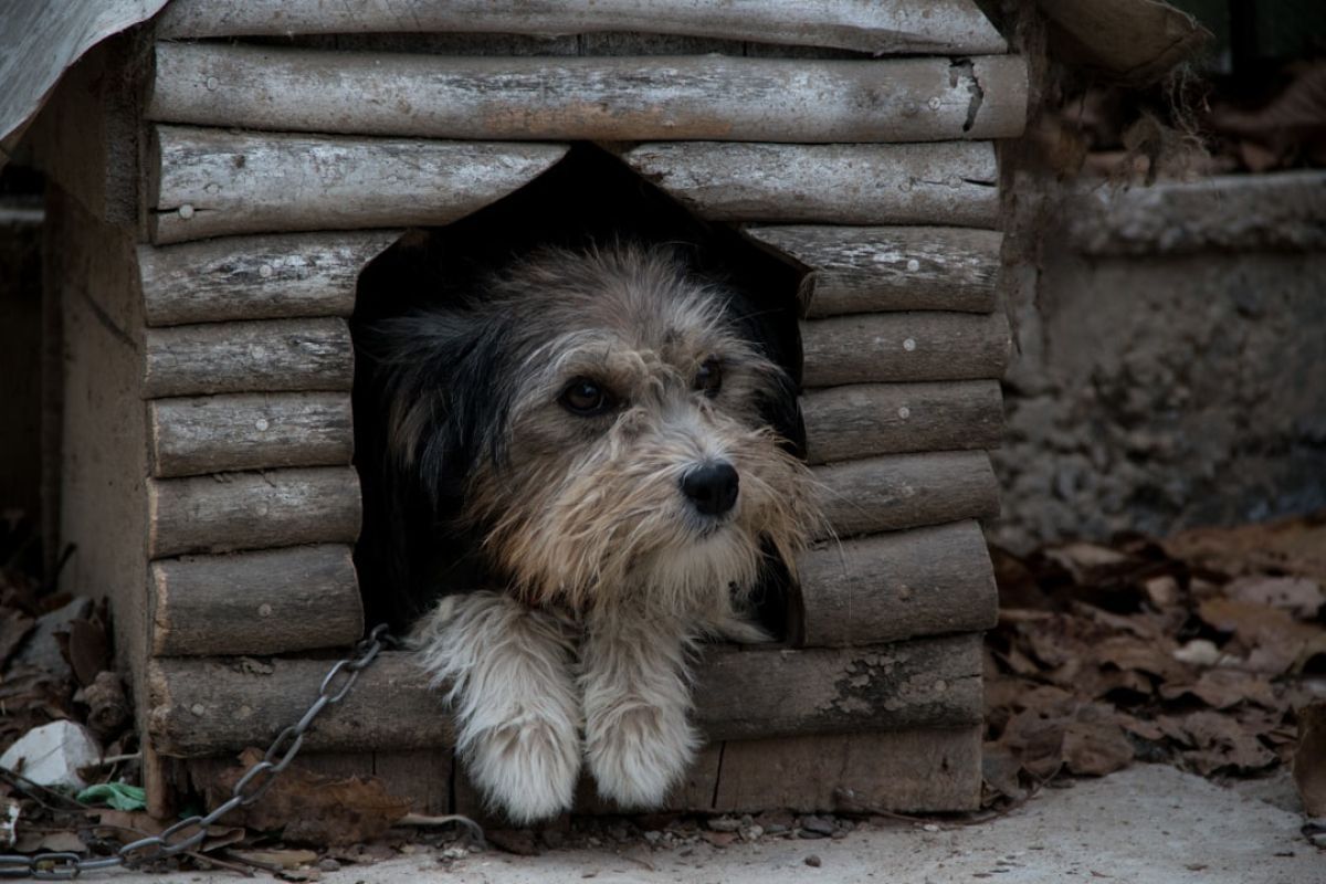 Guide DIY : Fabriquez un cabanon d'extérieur pour votre chien !