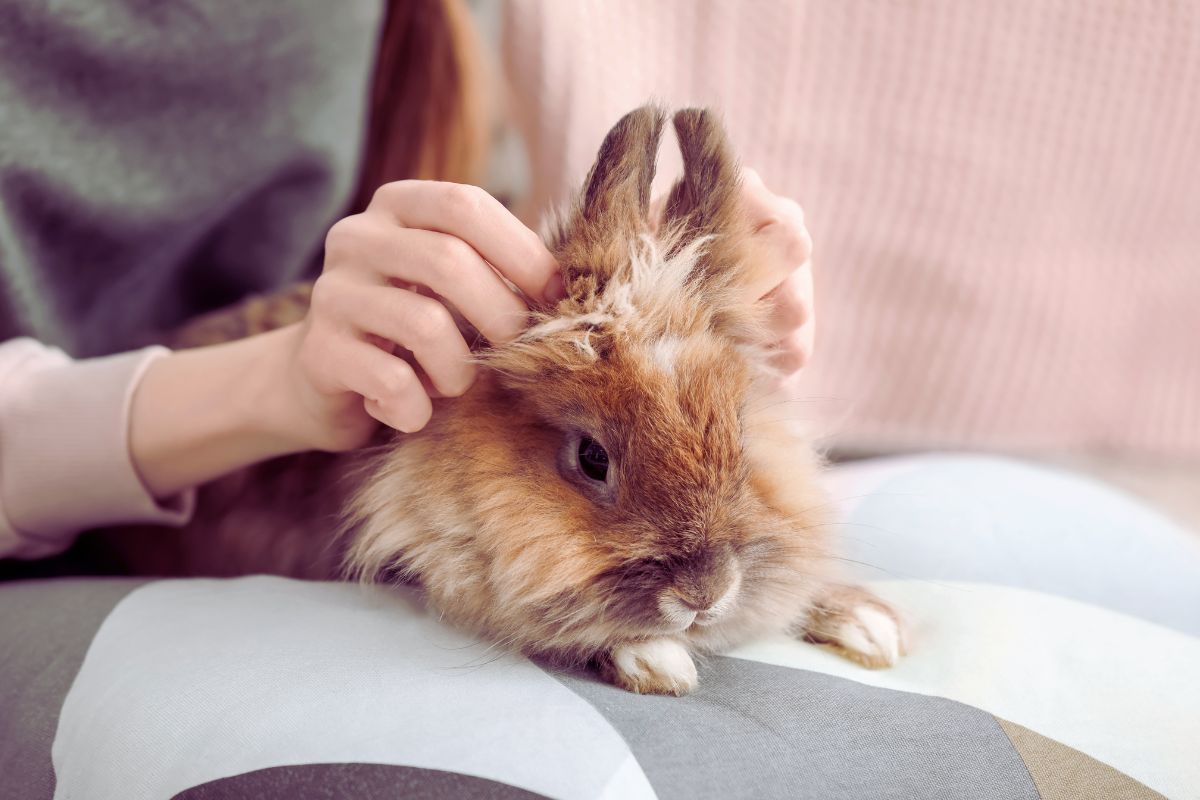 Quelle est la cage parfaite pour un lapin ?