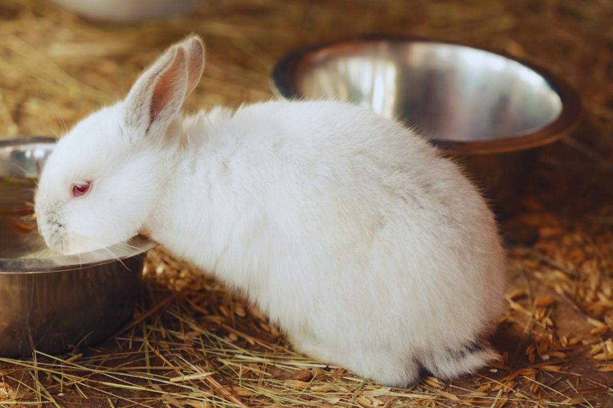 bien être cage à lapin