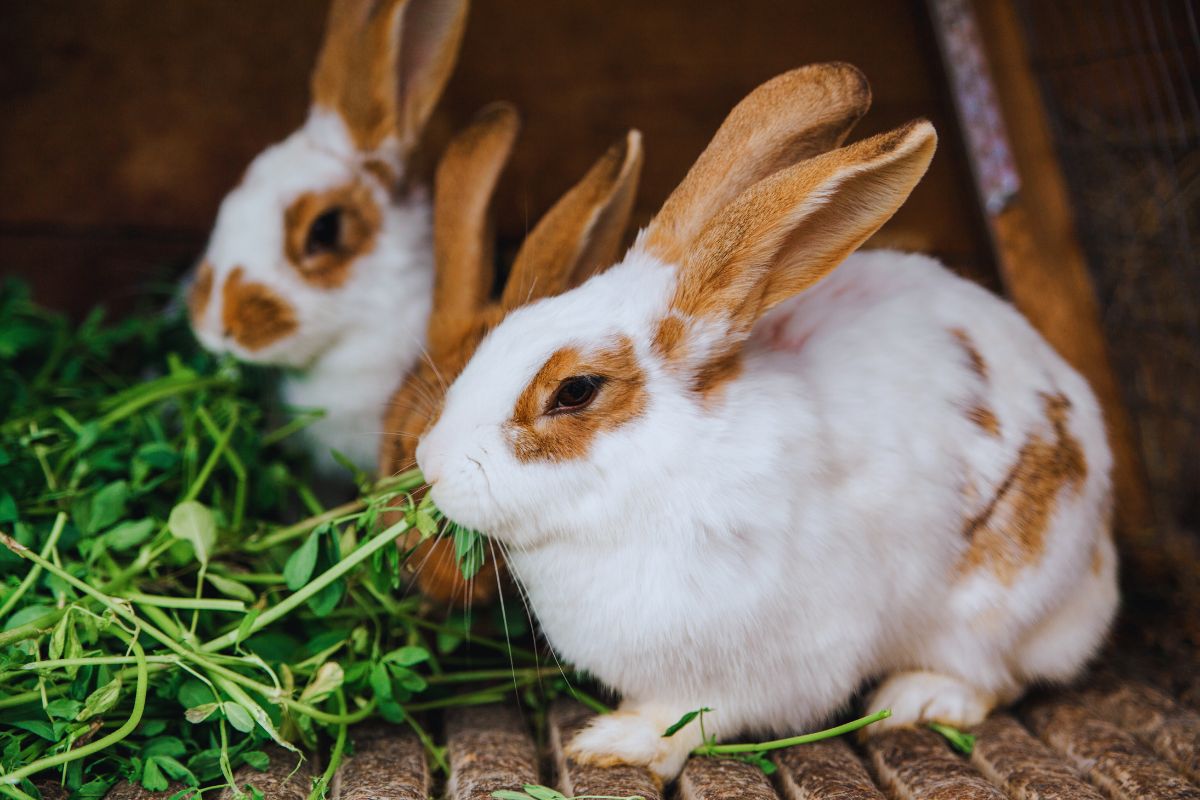 types de cage à lapin