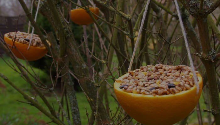 Mangeoire pour oiseaux dans un fruit vidé suspendu 