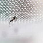 moustiquaire avec moustique