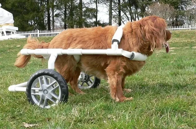 Fauteuil roulant pour chien en PVC