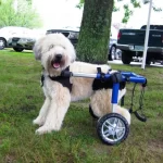 Fauteuil roulant pour chien grande taille PVC