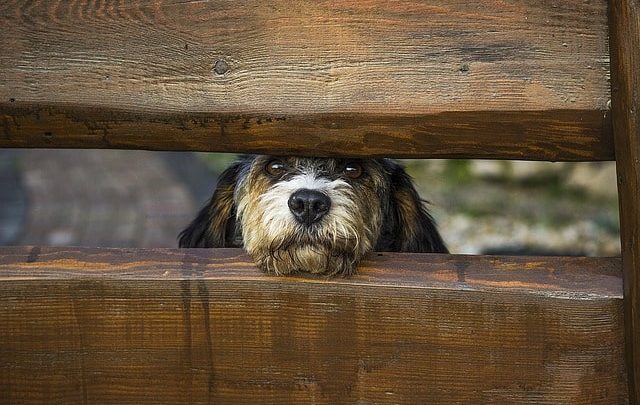 Comment construire une clôture pour chien ?  Une méthode facile, rapide et bon marché !