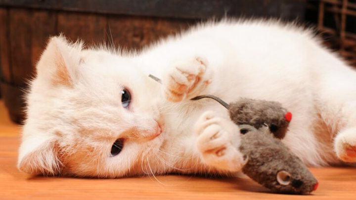 Les 10 meilleurs jouets pour chats faits maison