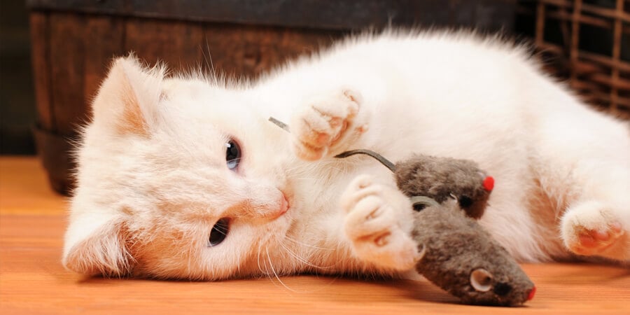 Les 10 meilleurs jouets pour chats faits maison