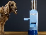 Comment fabriquer un distributeur de croquettes pour chien très facilement ?