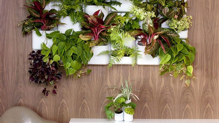 Comment fabriquer son propre mur végétal ?